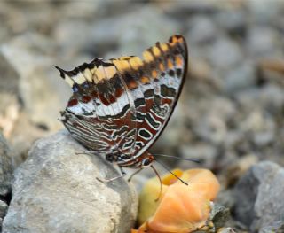 ift Kuyruklu Paa (Charaxes jasius )