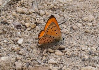 Alev Ategzeli (Lycaena kefersteinii)