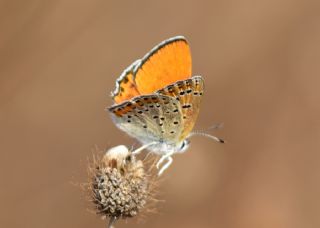 Kk Ate Gzeli (Lycaena thersamon)