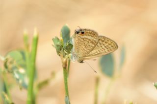 Lampides (Lampides boeticus)
