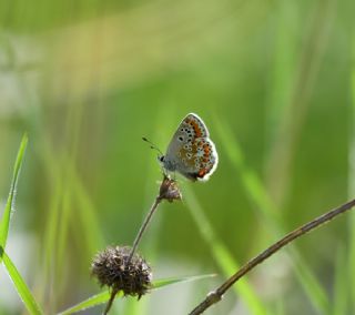 okgzl Esmer (Aricia agestis)
