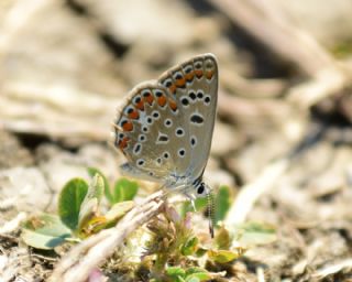 okgzl Mavi (Polyommatus icarus)