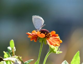 Kutsal Mavi (Celastrina argiolus)