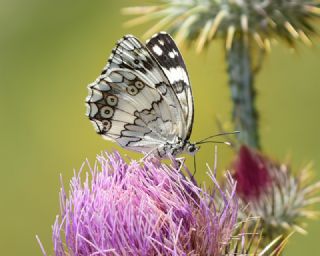 Anadolu Melikesi (Melanargia larissa)