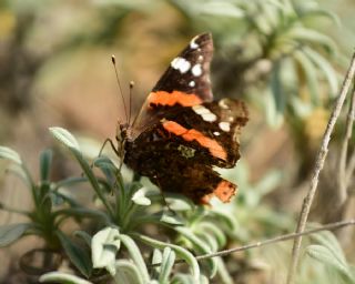 Atalanta (Vanessa atalanta)