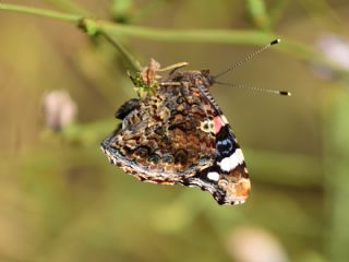 Atalanta (Vanessa atalanta)