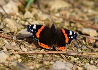 Atalanta (Vanessa atalanta)