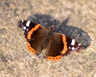 Atalanta (Vanessa atalanta)