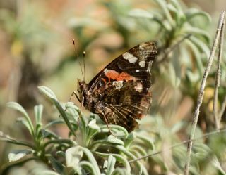 Atalanta (Vanessa atalanta)