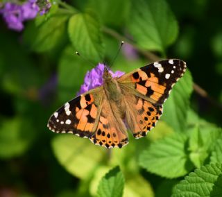 Diken Kelebei (Vanessa cardui)