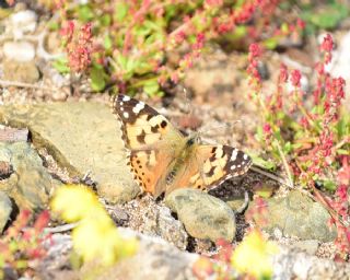 Diken Kelebei (Vanessa cardui)