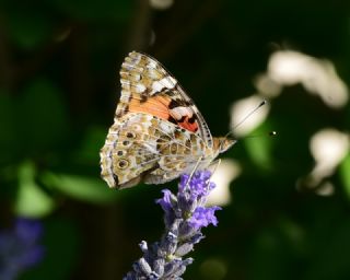 Diken Kelebei (Vanessa cardui)