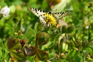Orman Fistosu (Zerynthia cerisyi)