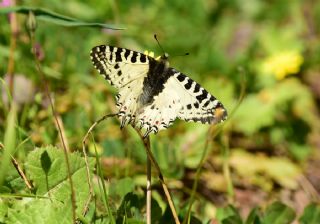 Orman Fistosu (Zerynthia cerisyi)