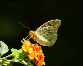 Bahadr (Argynnis pandora)