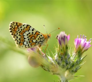 parhan (Melitaea cinxia)