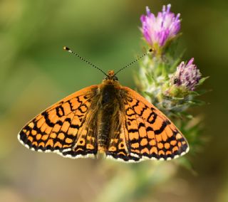 parhan (Melitaea cinxia)