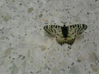 Tr almalar ([unknown genus] n/a)