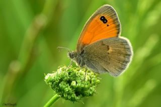 Kk Zpzp Perisi (Coenonympha pamphilus)