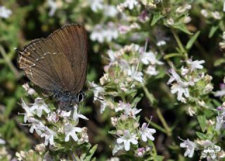 Byk Sevbeni (Satyrium ilicis)