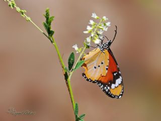 Sultan (Danaus chrysippus)