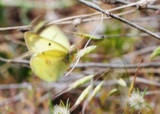 Orman Azameti (Colias hyale)