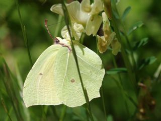 Anadolu Orakkanad (Gonepteryx farinosa)