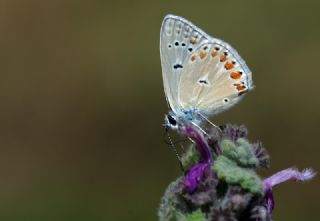 okgzl Meneke Mavisi (Polyommatus thersites)