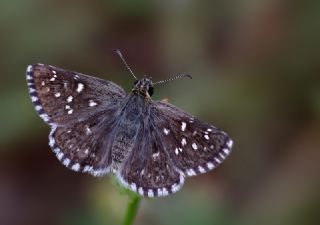 Ege Zpzp (Pyrgus melotis)