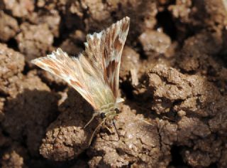 Cezayir Zpzp (Carcharodus stauderi)