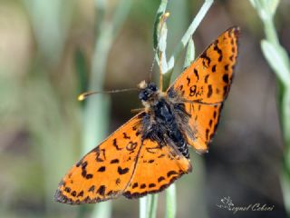 Benekli parhan (Melitaea didyma)