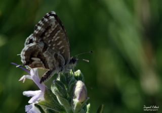 Sardunya Zebras, Geranyum Bronzu (Cacyreus marshalli)