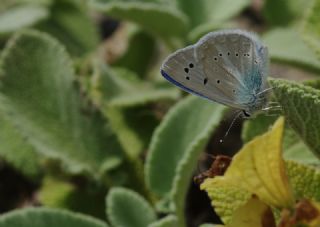 Yalanc Lacivert Anadolu okgzls (Polyommatus pseudactis)