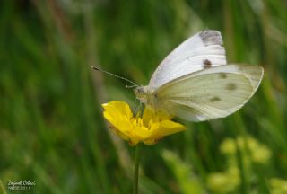 Yalanc Beyazmelek (Pieris pseudorapae)