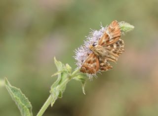 Cezayir Zpzp (Carcharodus stauderi)