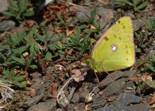 Sar Azamet (Colias croceus)