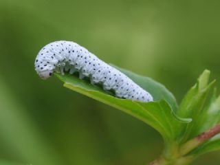 Tr almalar ([unknown genus] n/a)