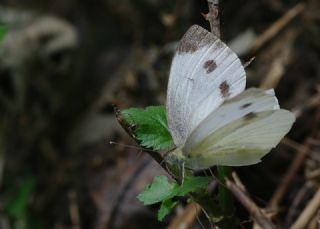 Yalanc Beyazmelek (Pieris pseudorapae)
