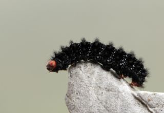 Tr almalar ([unknown genus] n/a)