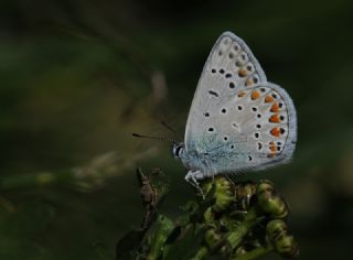 okgzl Edon Mavisi (Polyommatus aedon)