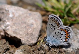 Gm Lekeli Esmergz (Plebejus argus)