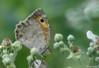 Anadolu Yalanccads (Pseudochazara anthelea)