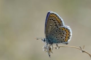 Avrupal Esmergz (Plebejus argyrognomon )