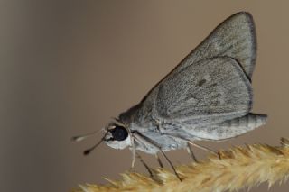 Cce Zpzp (Gegenes pumilio)