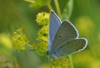 okgzl Amanda (Polyommatus amandus)