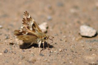 Mermer Zpzp (Carcharodus lavatherae)