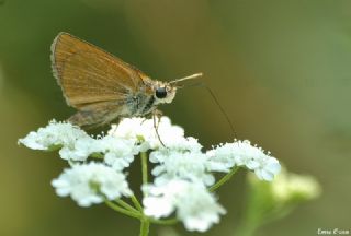 Sar Antenli Zpzp (Thymelicus sylvestris)