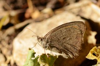 Esmerperi (Hyponephele lupina)