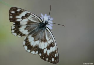 Anadolu Melikesi (Melanargia larissa)