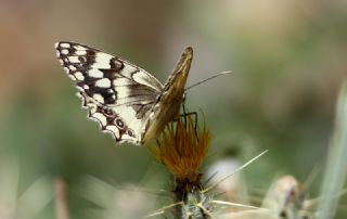 Azeri Melikesi (Melanargia hylata)